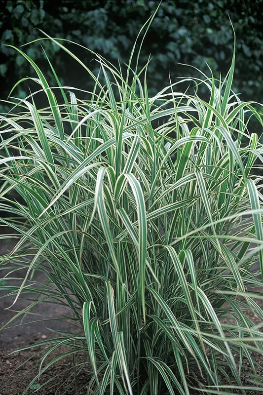 Miscanthus sinensis var condensatus Cosmopolitan