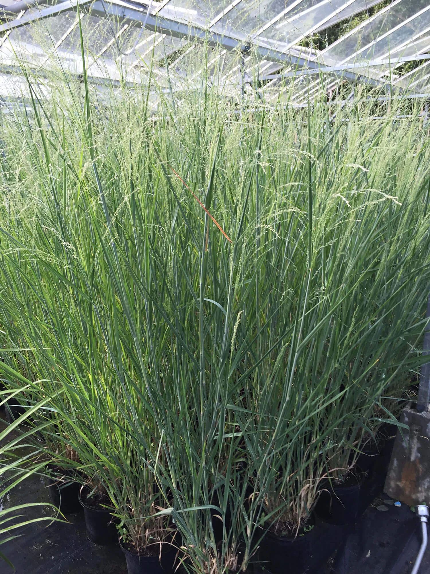 Panicum virgatum Cloud Nine