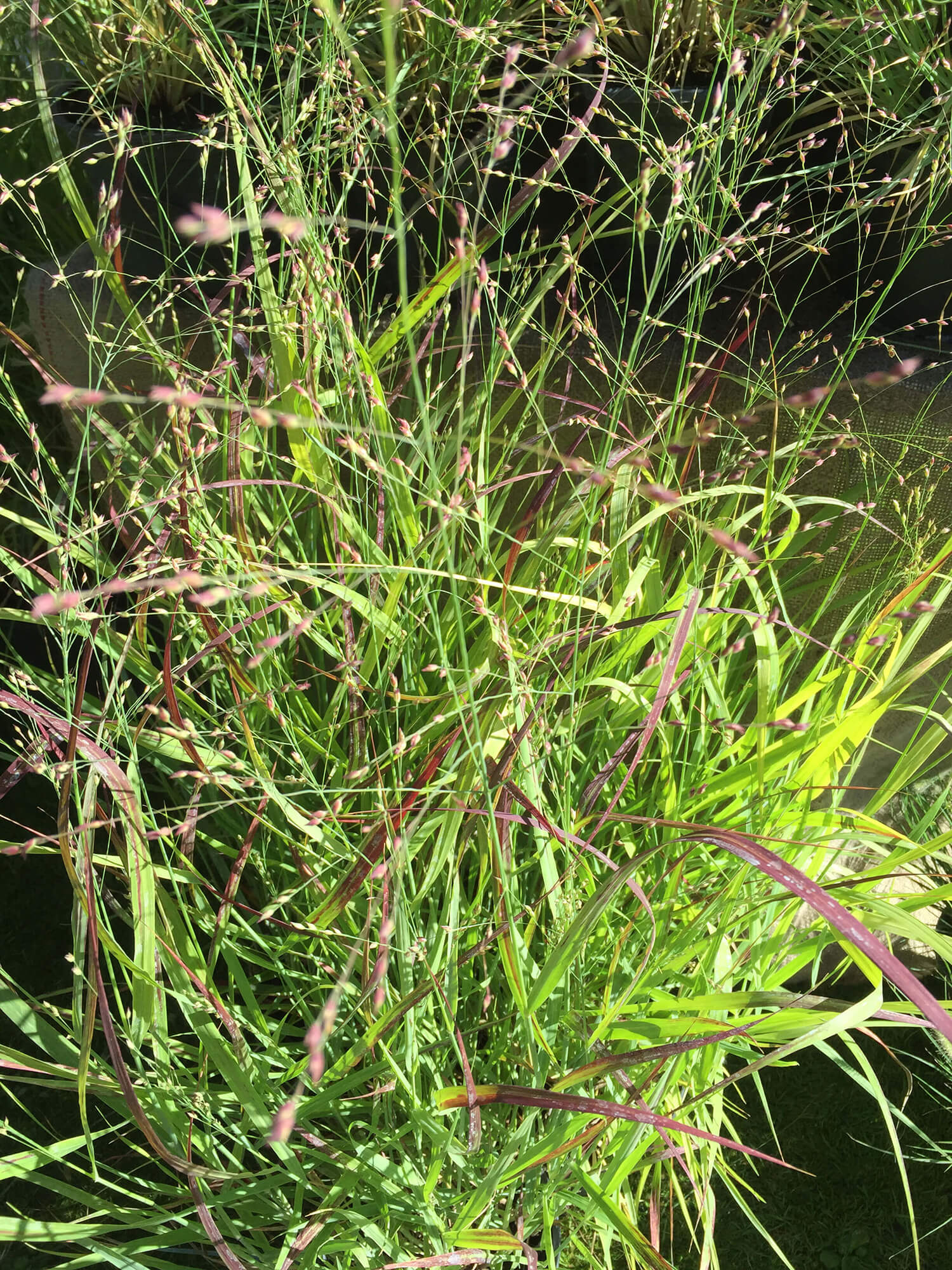 Panicum virgatum Shenandoah