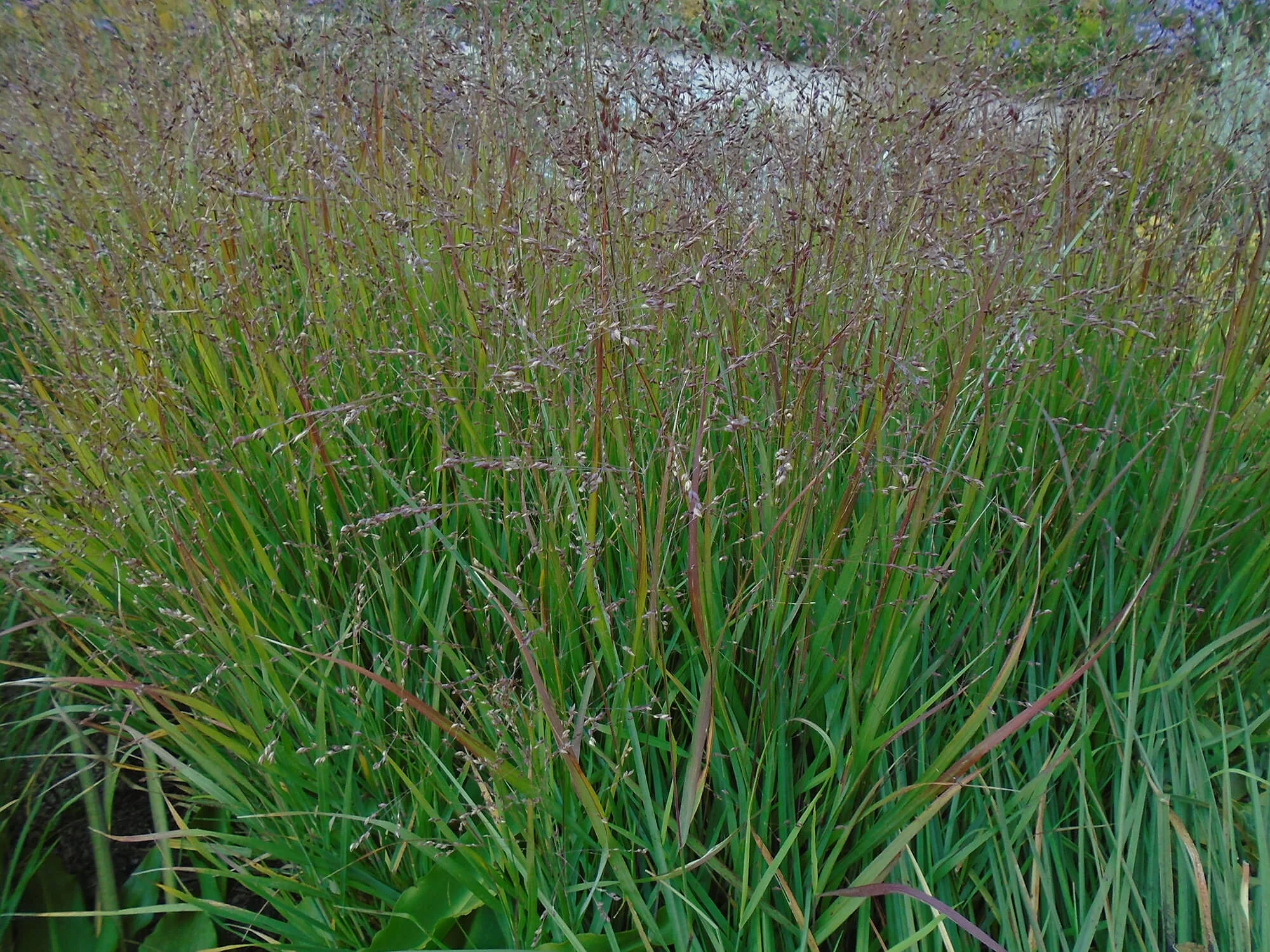 Panicum virgatum Squaw