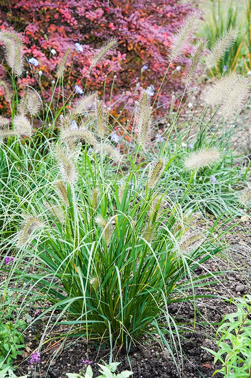 Pennisetum alopecuroides Cassian Choice — Meadowgate Nursery