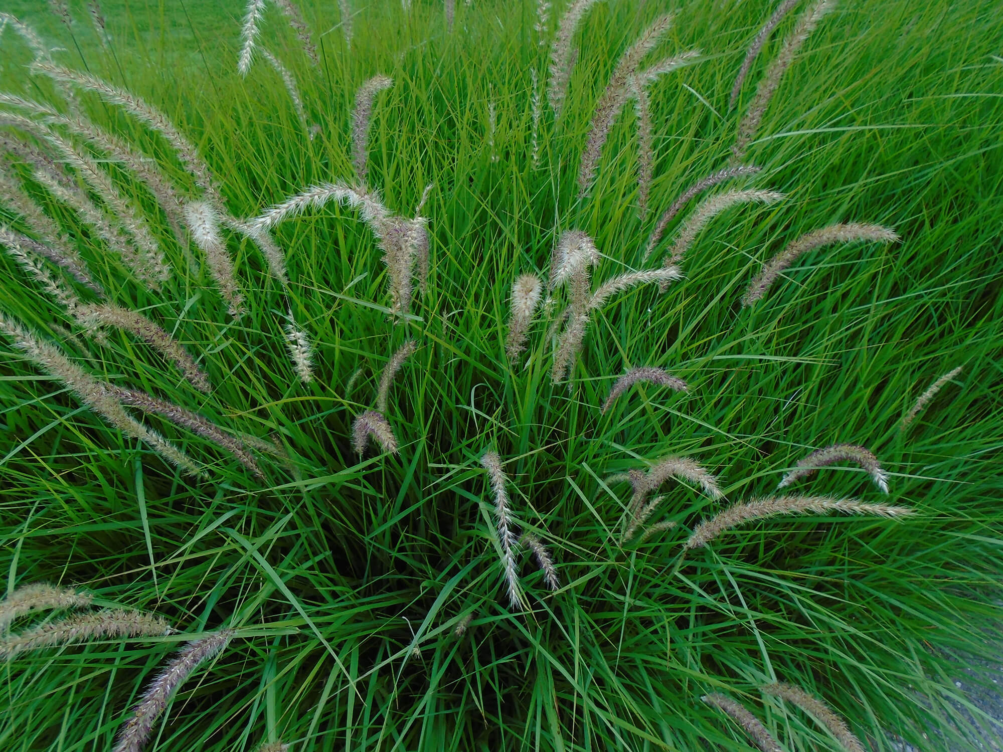 Pennisetum fairy tails