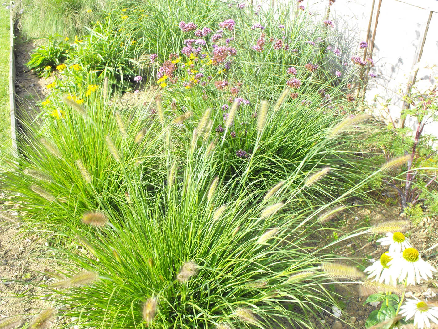 Pennisetum alopecuroides Hameln