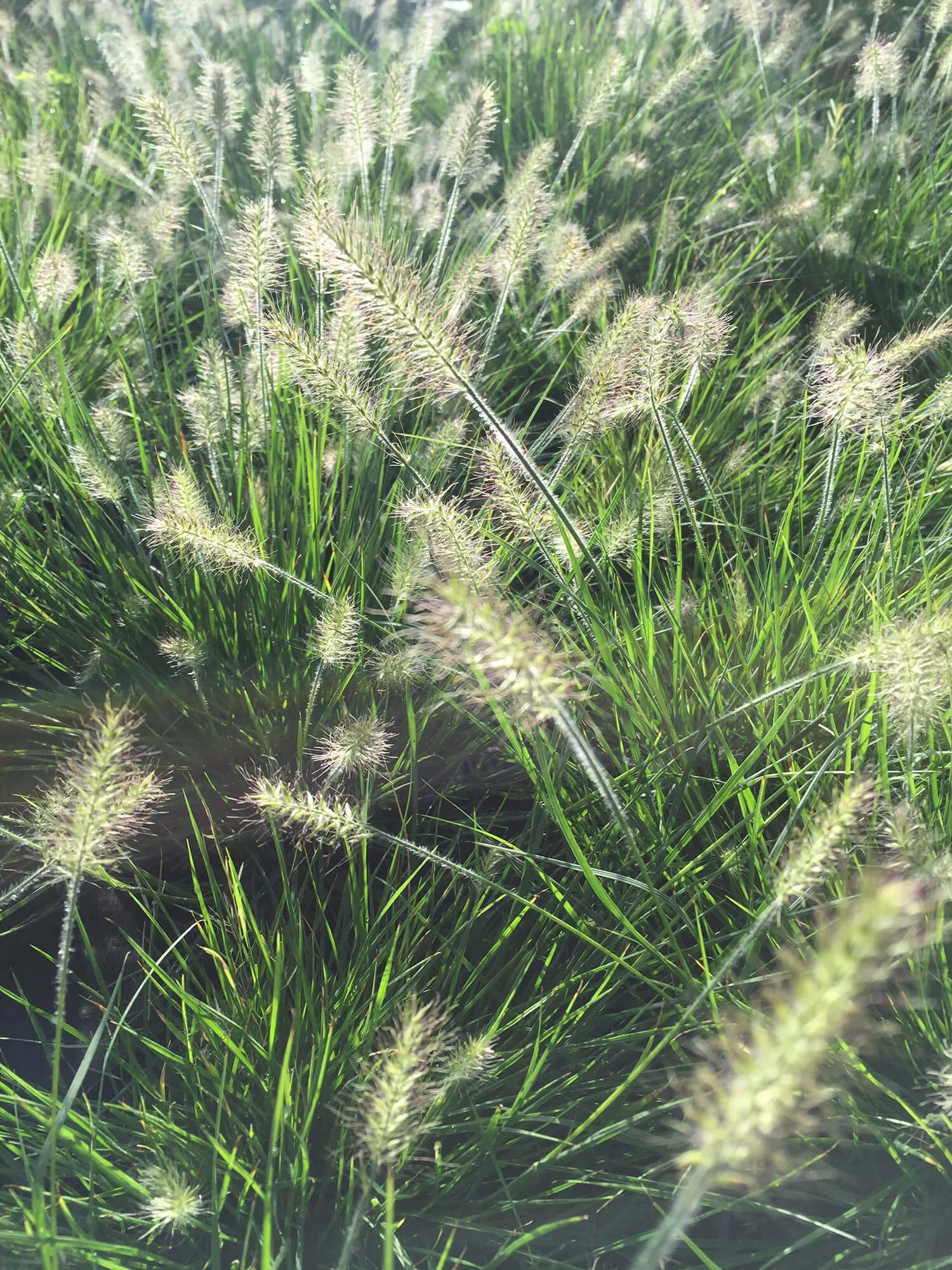 Pennisetum alopecuroides Little Bunny