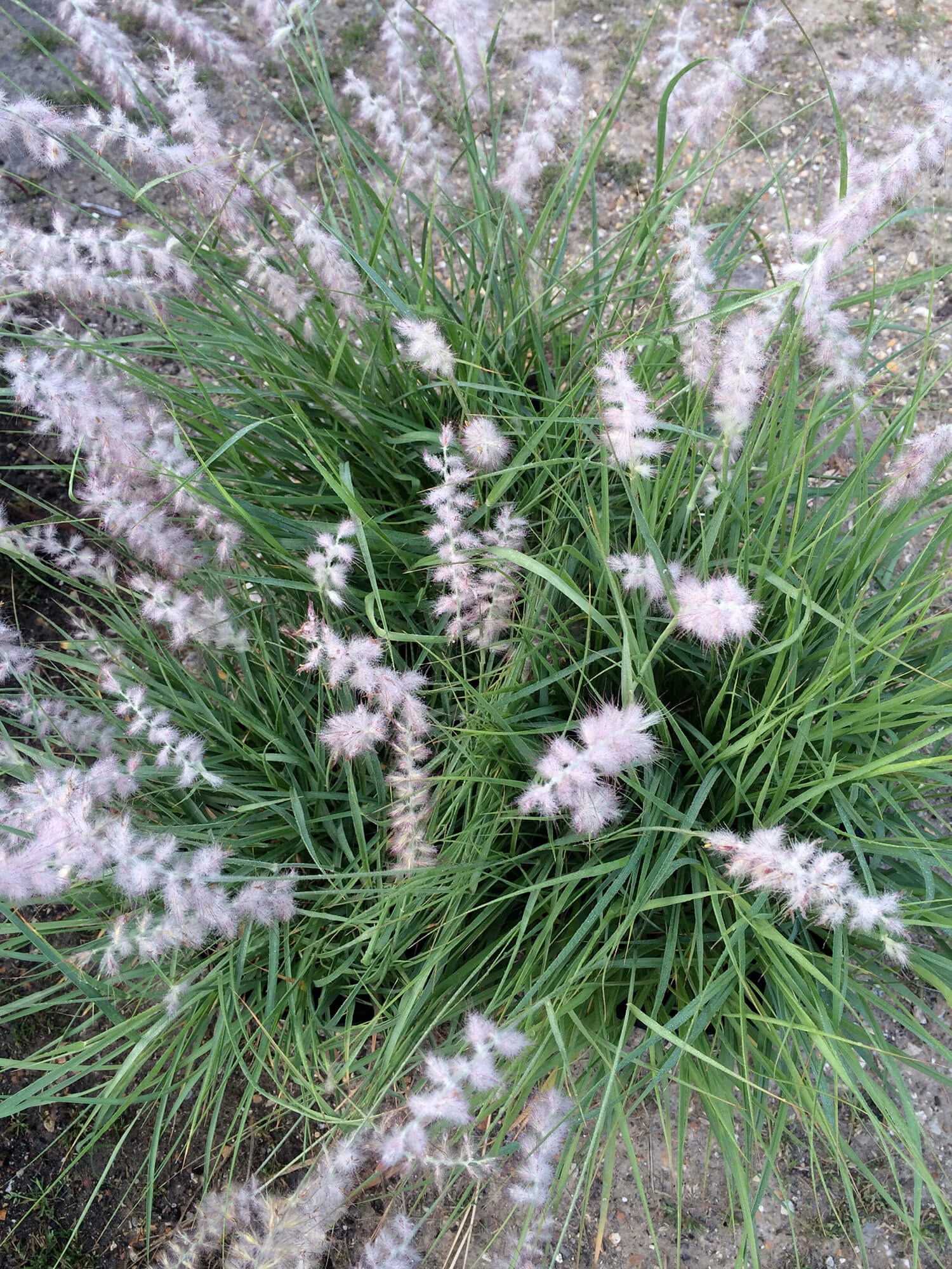Pennisetum orientale