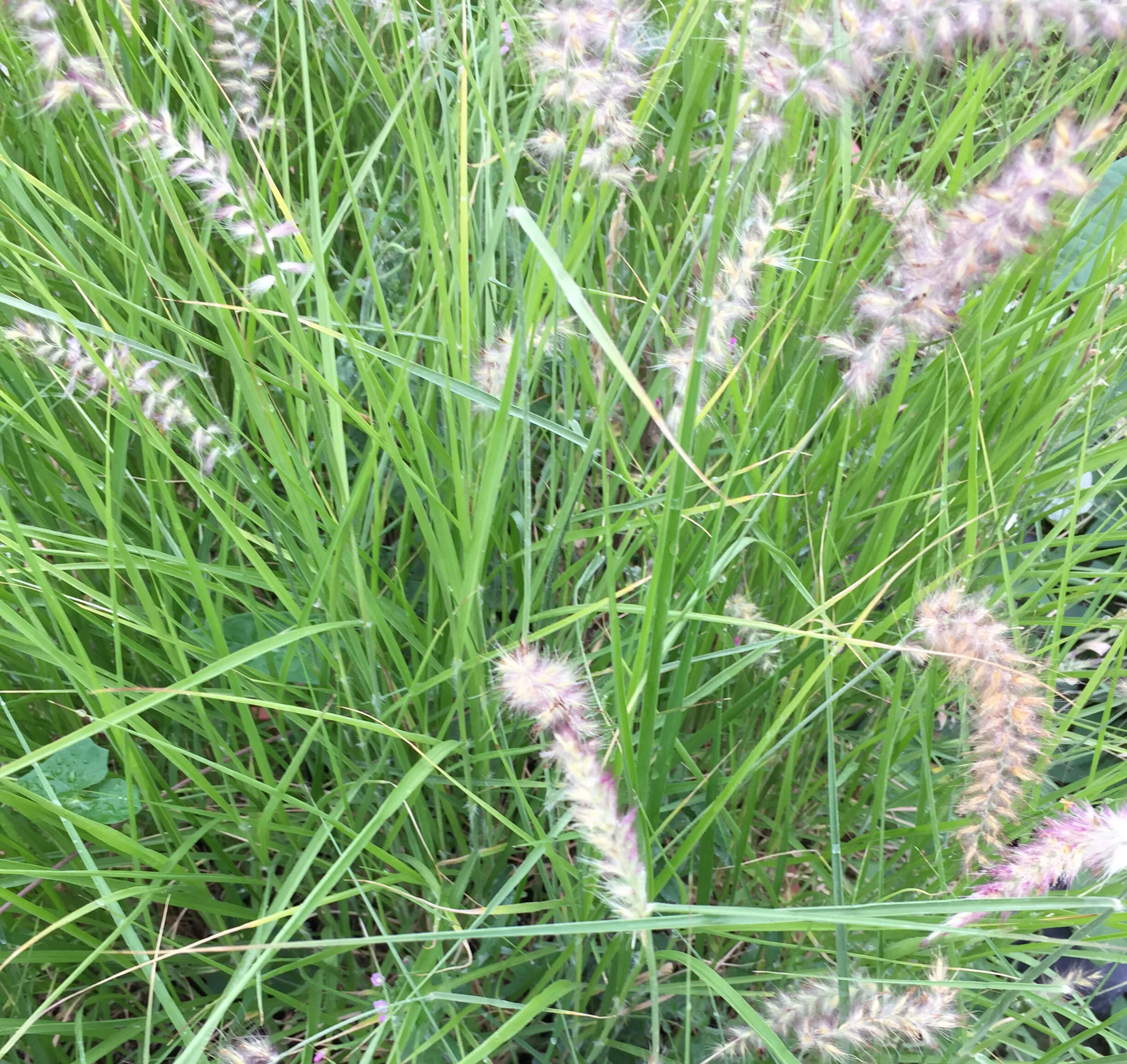 Pennisetum orientale karley rose