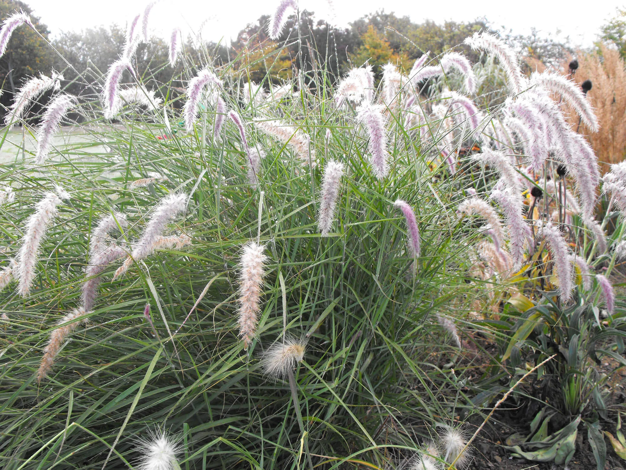 Pennisetum orientale Tall Tails