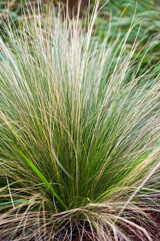 Stipa capillata