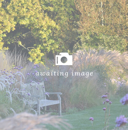 Miscanthus sinensis Roter Pfeil