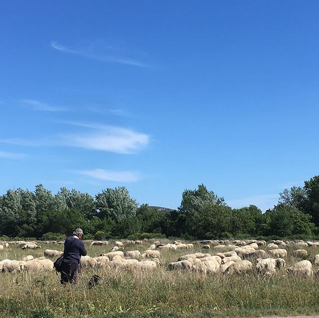 Suddenly in the middle of the fields.

#holidays #holiday #southoffrance #carcasonne #narbonne #corbieres #stay #fun #perfectplace #lagrasse #vacation #vacances #enjoy #wine #goodfood #fresh #walking #nature #randonn&eacute;es #mouton #fromage #tripa