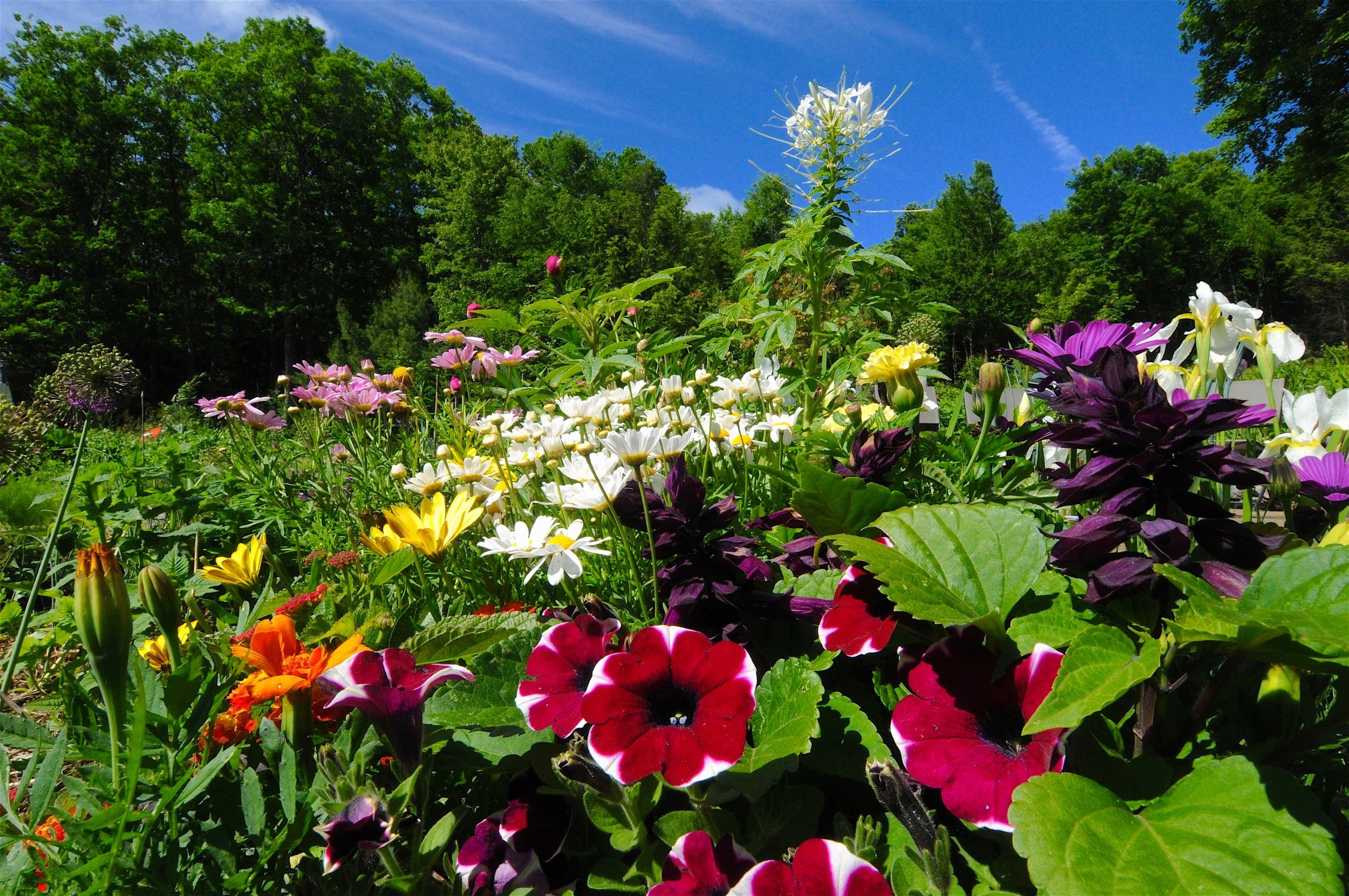 Scope Of Work: - Custom Design - Flower Garden Installation - Electric Fence Installation