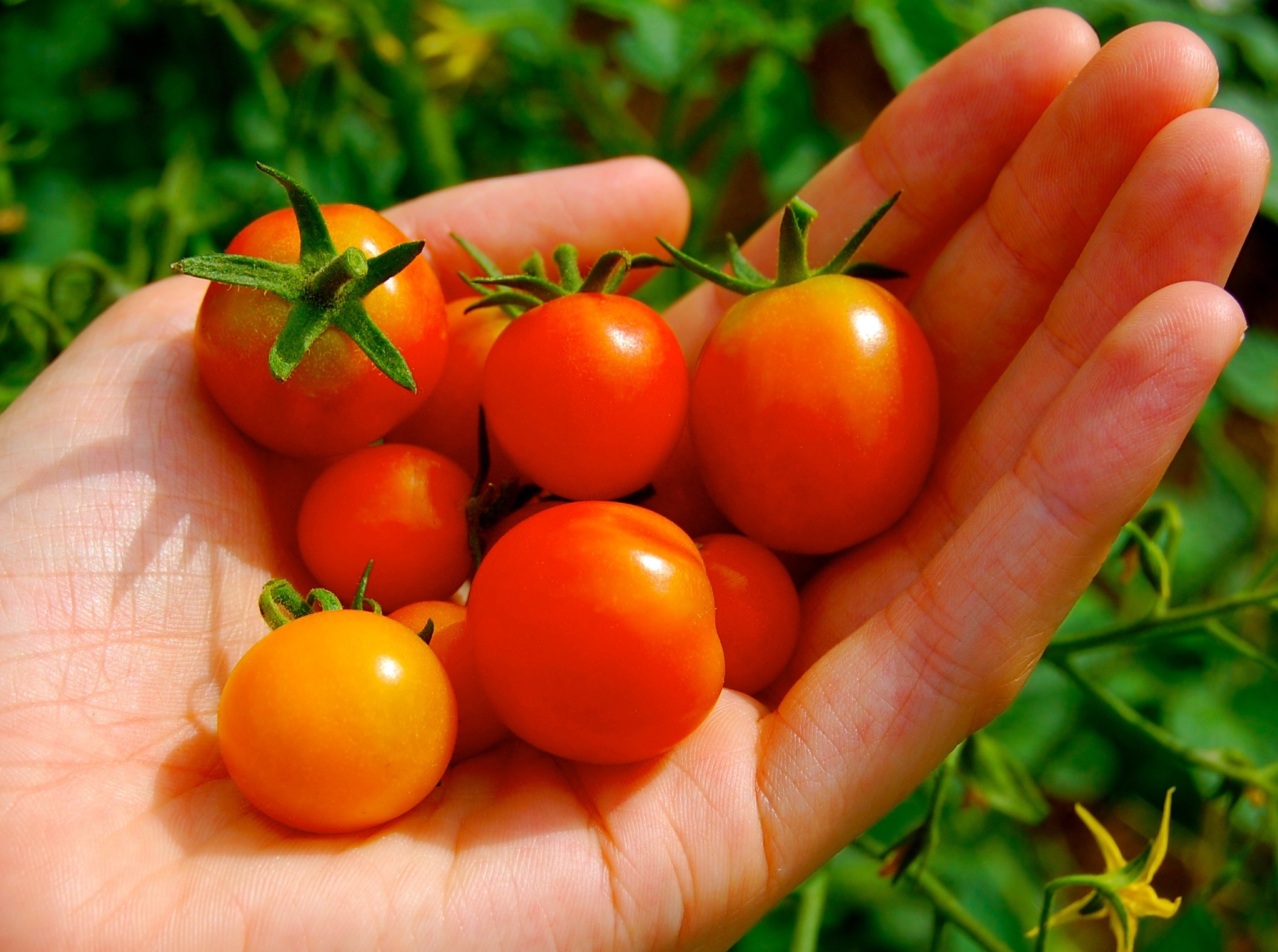   Harvest your landscape    Book Consultation  