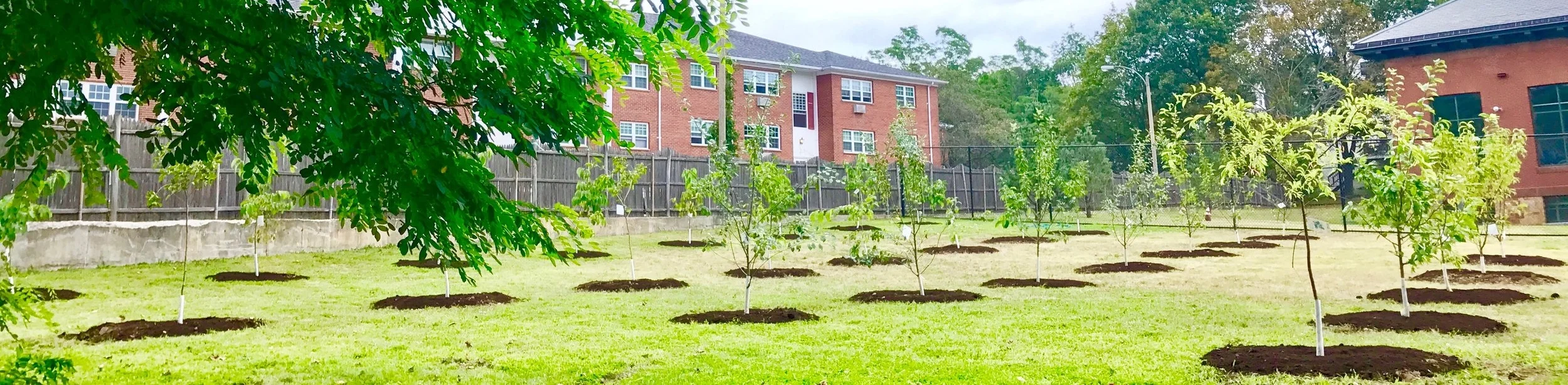 HomeHarvest donated this public Community Orchard and park, which features 50+ fruit trees, hundreds of medicinal herbs, edible berries, and picnic tables. Located in Arlington MA, off Brattle Court (near the bike path and behind the self storage building). Thank you to the MWRA for providing the land and support. Please enjoy and harvest the fruit when they're ripe!