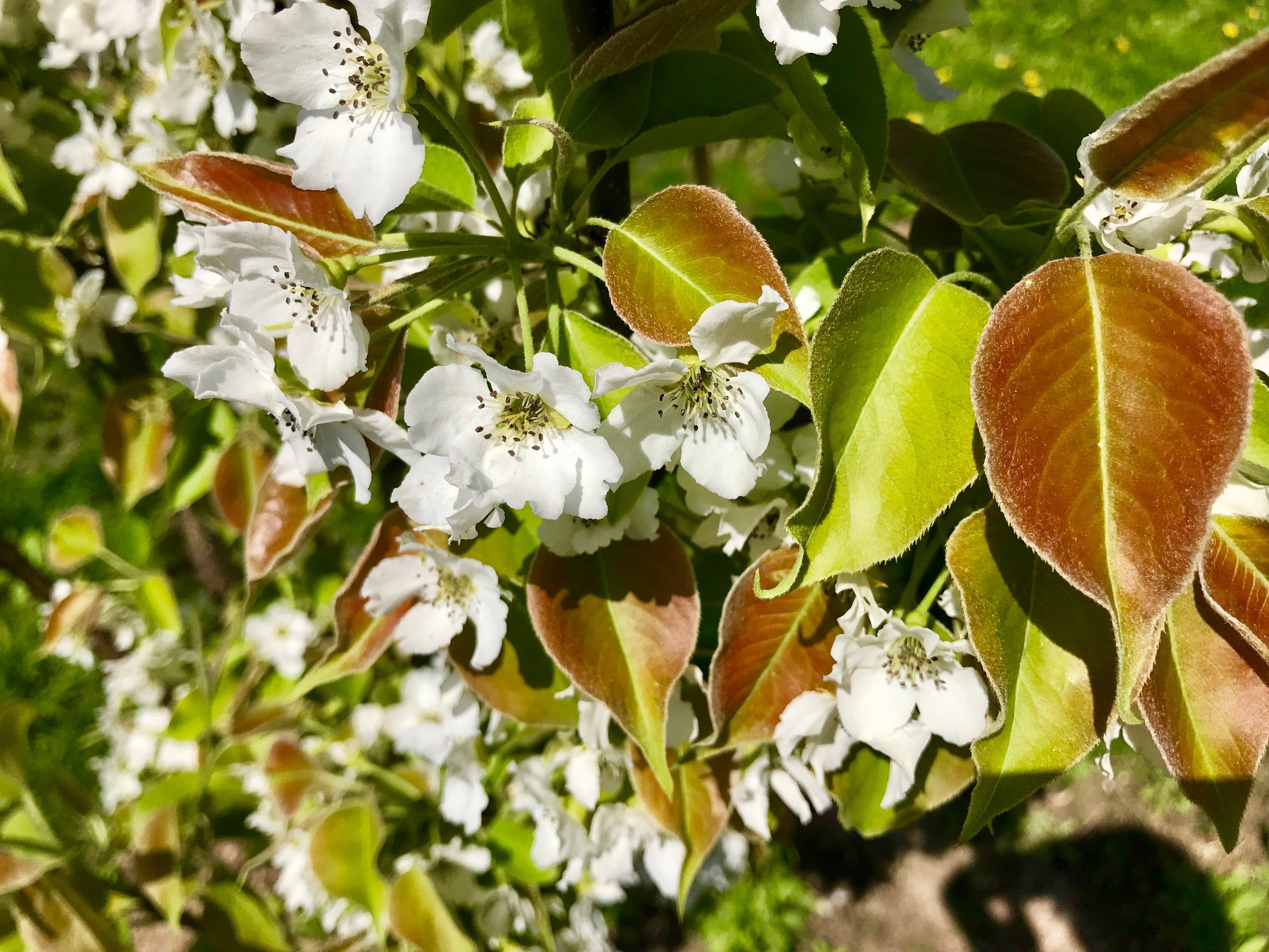 Asian pear flowers.jpg