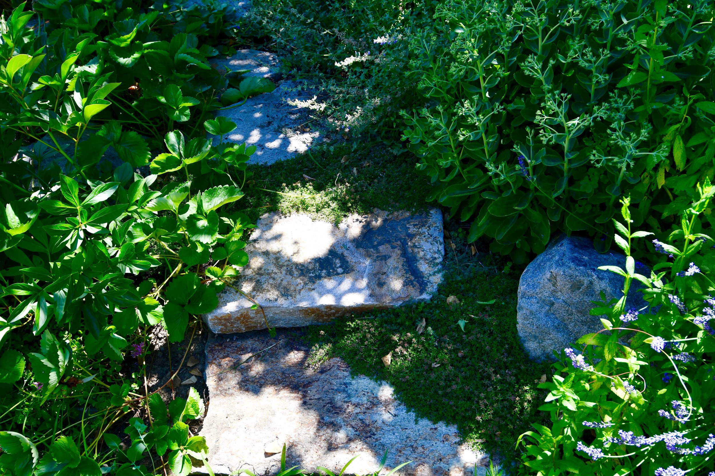 DSC_1010.jpg
