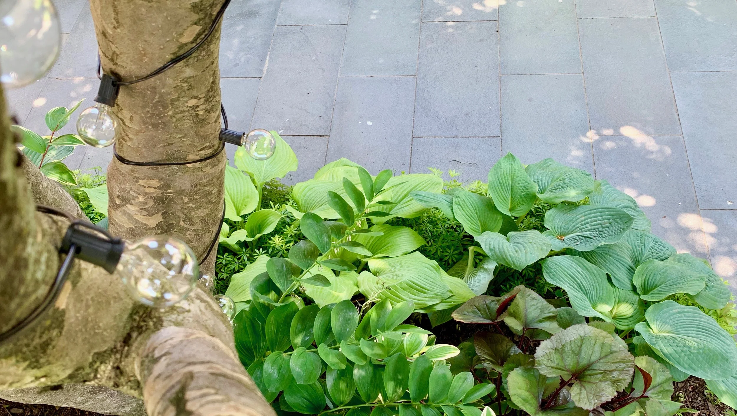 Bluestone patio, shade perennials 6.jpeg