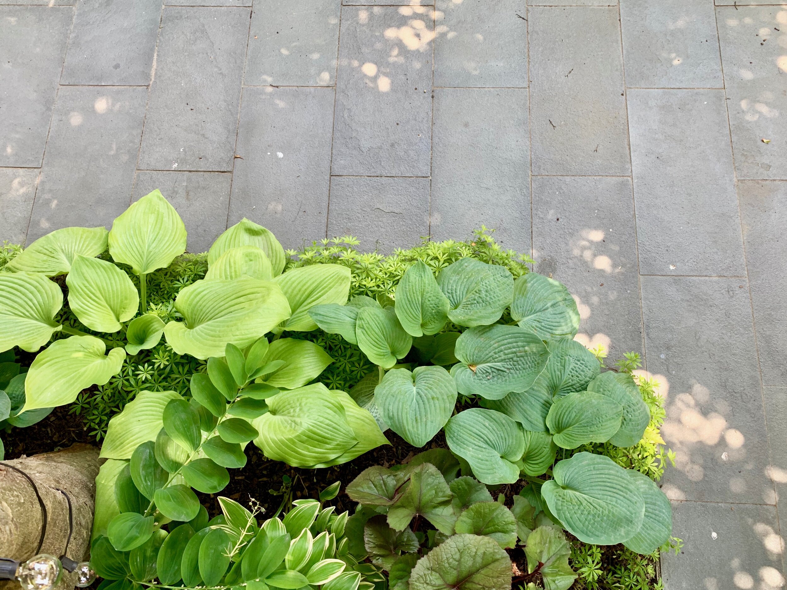 Bluestone patio, shade perennials 2.jpeg