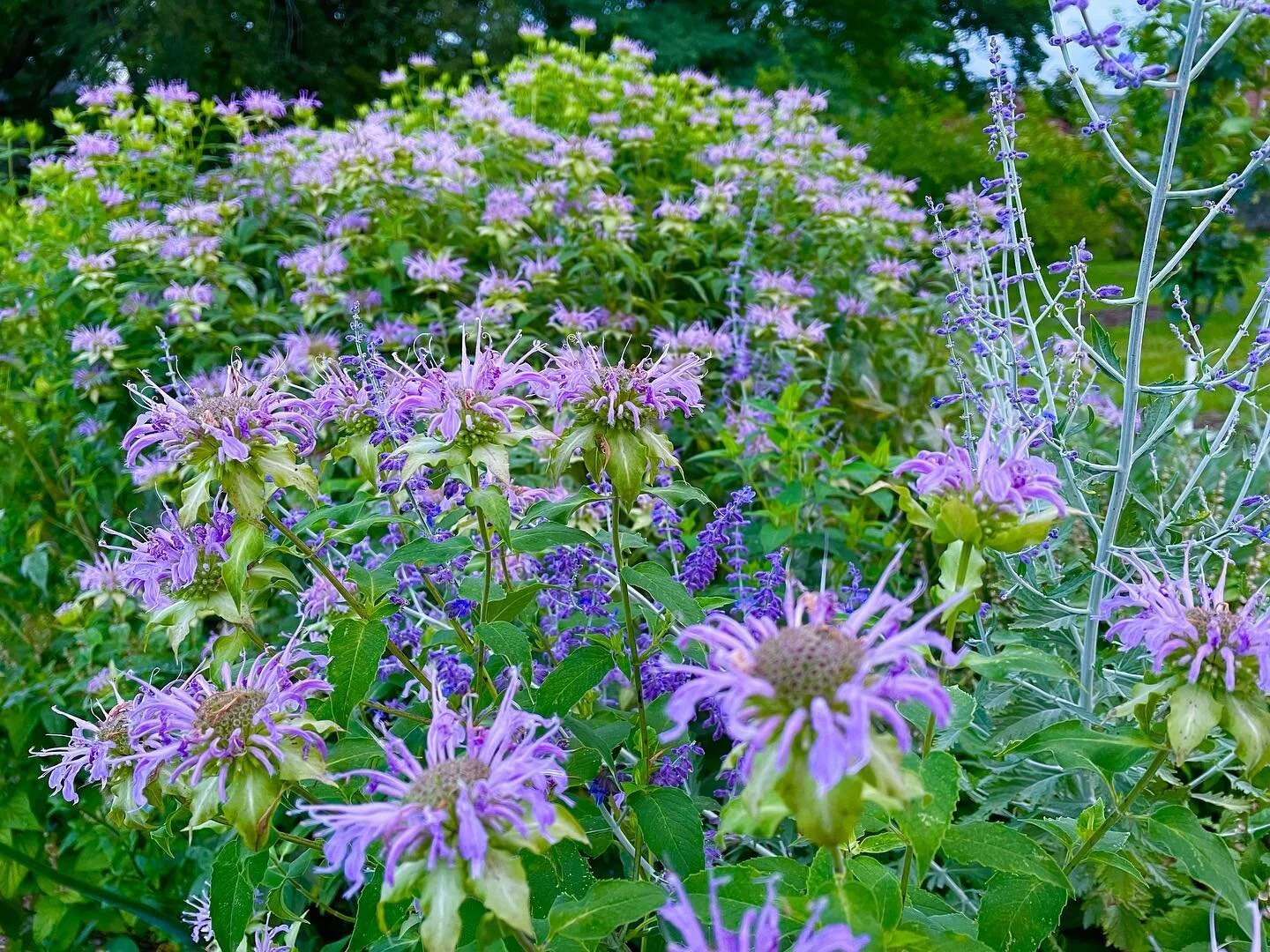 Bee Balm Magic in the #ArlingtonOrchard