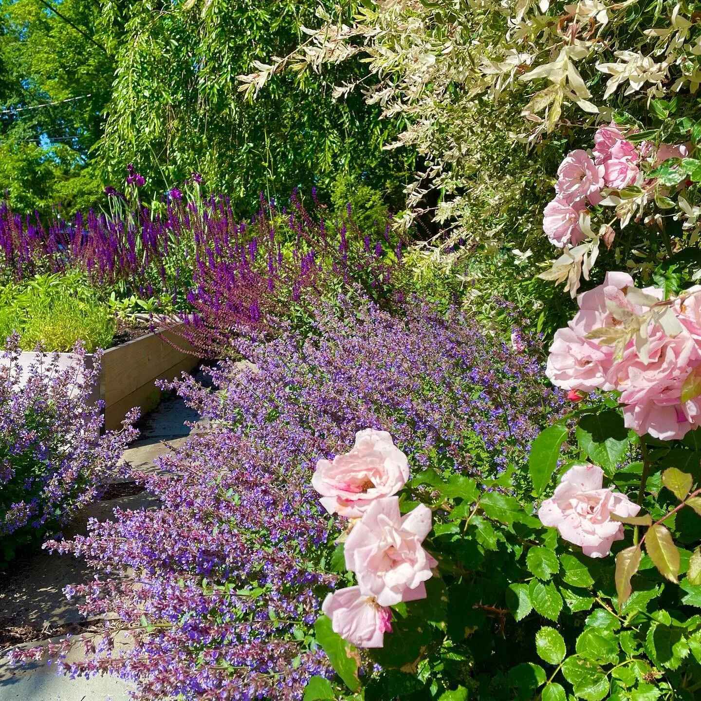 There&rsquo;s so much color and beauty in this front yard garden we built last year it&rsquo;s hard to tell that we&rsquo;re actually growing food! Can you spot the #raisedbed? Also hidden amongst this robust #pollinatorgarden includes a #fruittree a