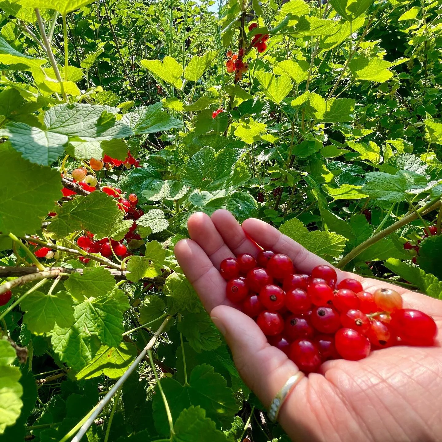 Red #currants are abundant at the #ArlingtonOrchard right now! These tasty berries are nutrient dense and very easy to grow. Enjoy the harvest