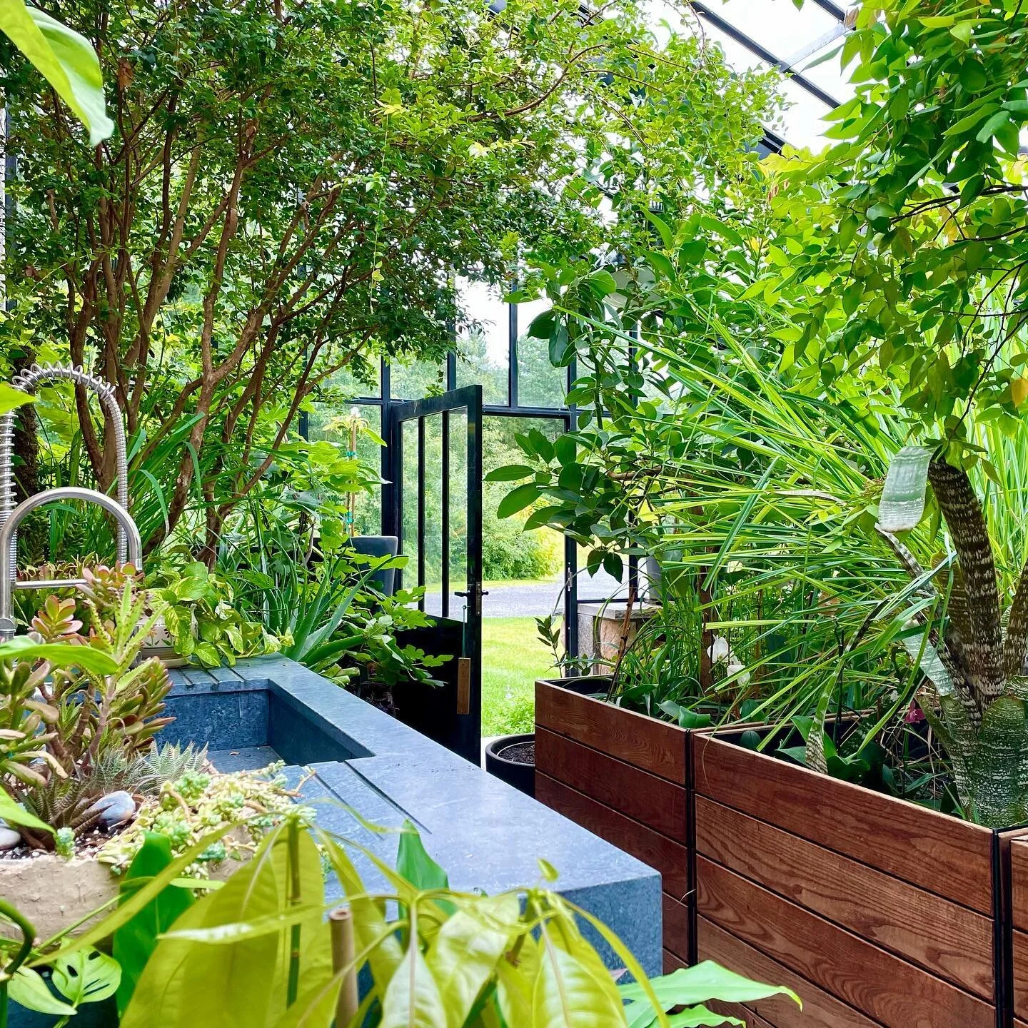 We love maintaining this magical #tropical #greenhouse space. The exotic fruit trees we planted are now producing #mango, #figs, #citrus, #passionfruit, #pomegranate, #coffee, #surinamcherry and more! We look forward to the harvest of #dragonfruit, #