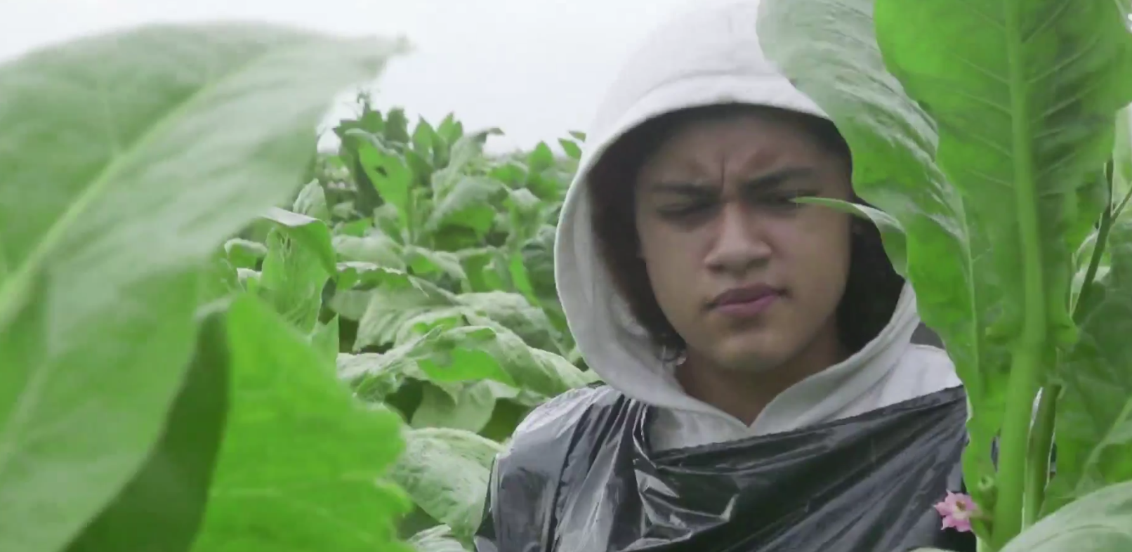 Teens of the Tobacco Fields