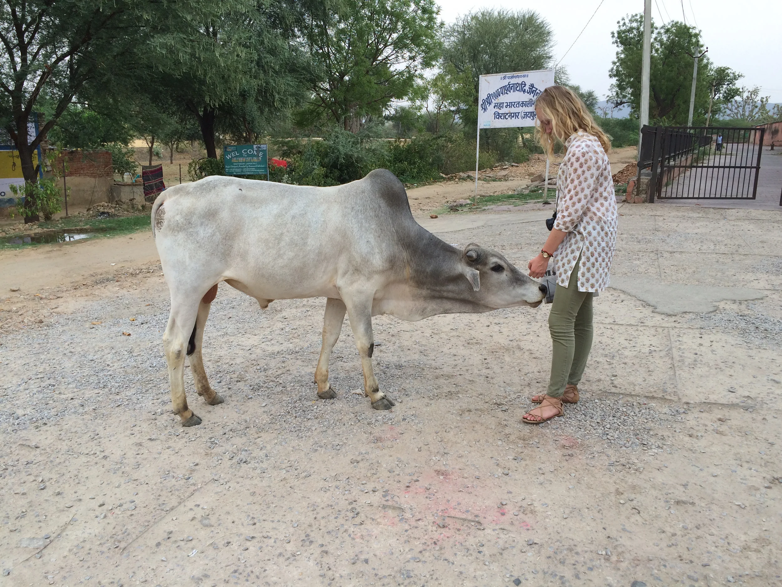 Sophia with the bull 