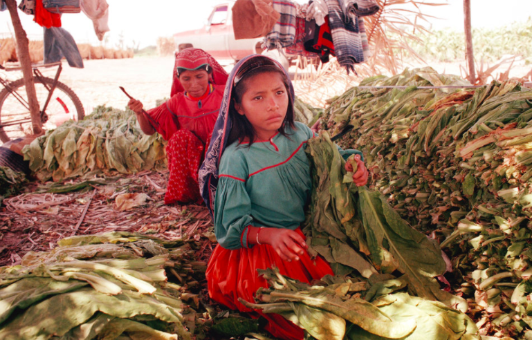 An Overview of the Bill to Ban Child Labor on Tobacco Farms