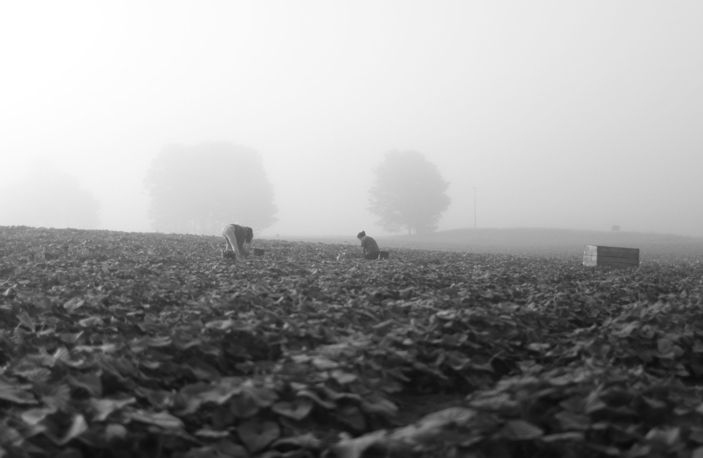 Children and Pesticides- Trump's EPA promotes poison