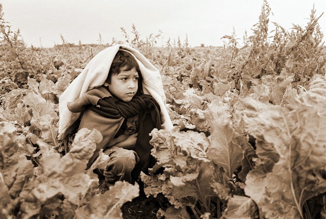The Harvest (La Cosecha)