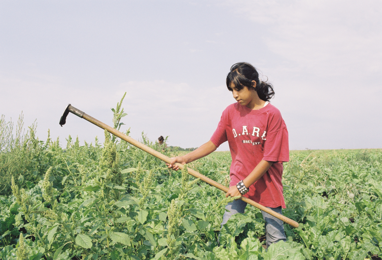 The Harvest (La Cosecha)