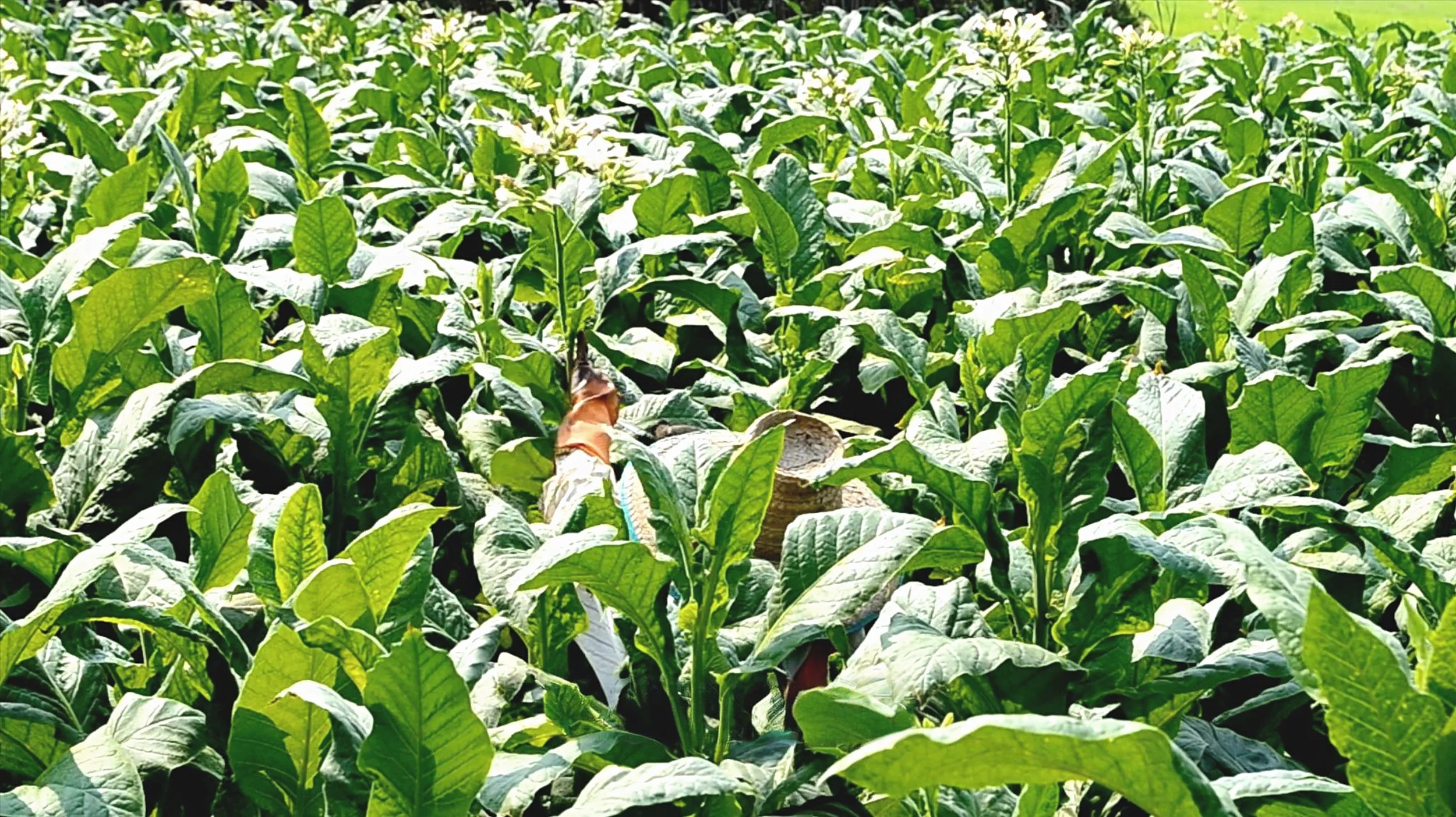 From Tobacco Fields 