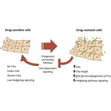 Our Cell Reports Paper Is Out