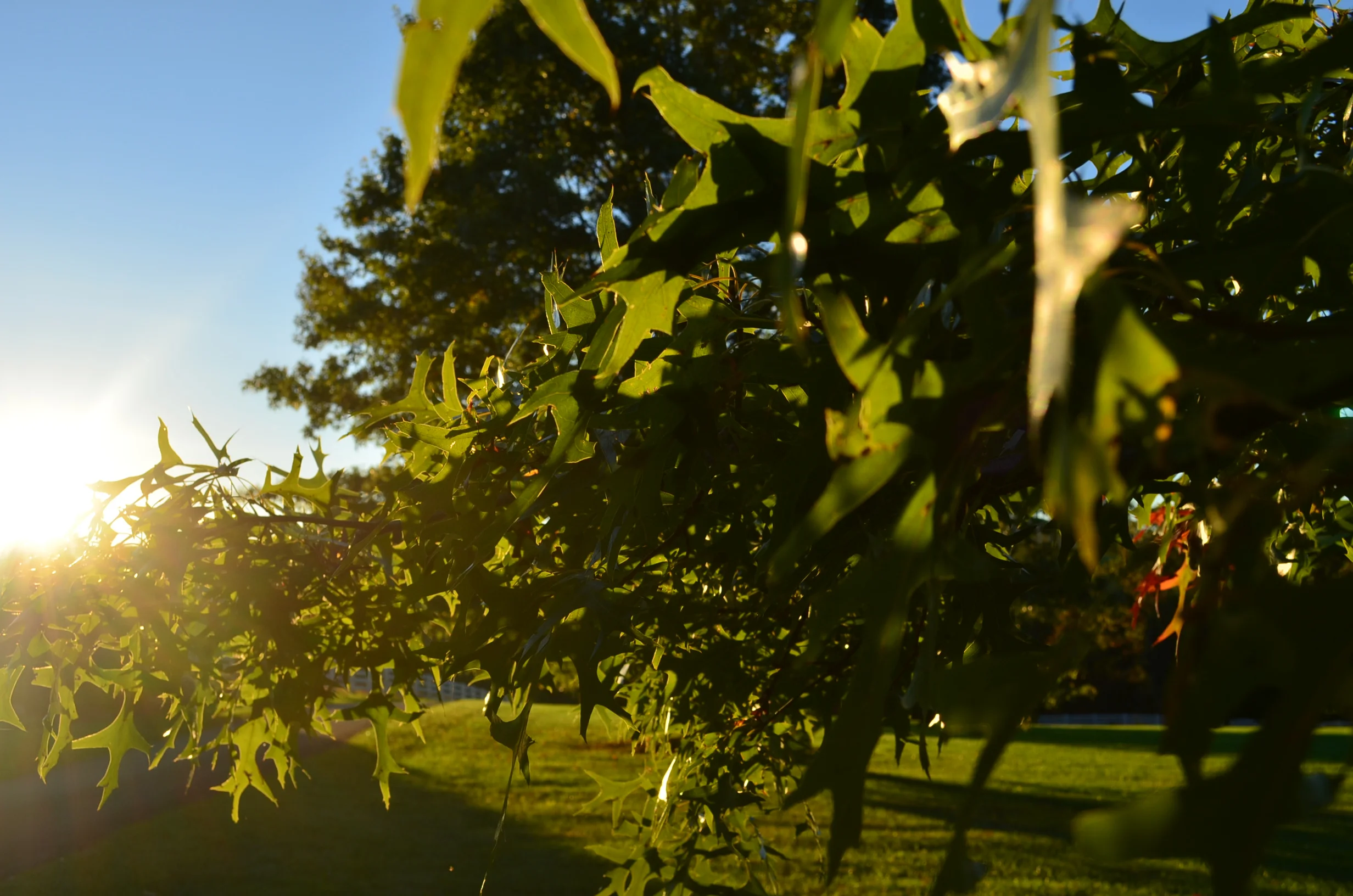 Sunlight through leaves.JPG