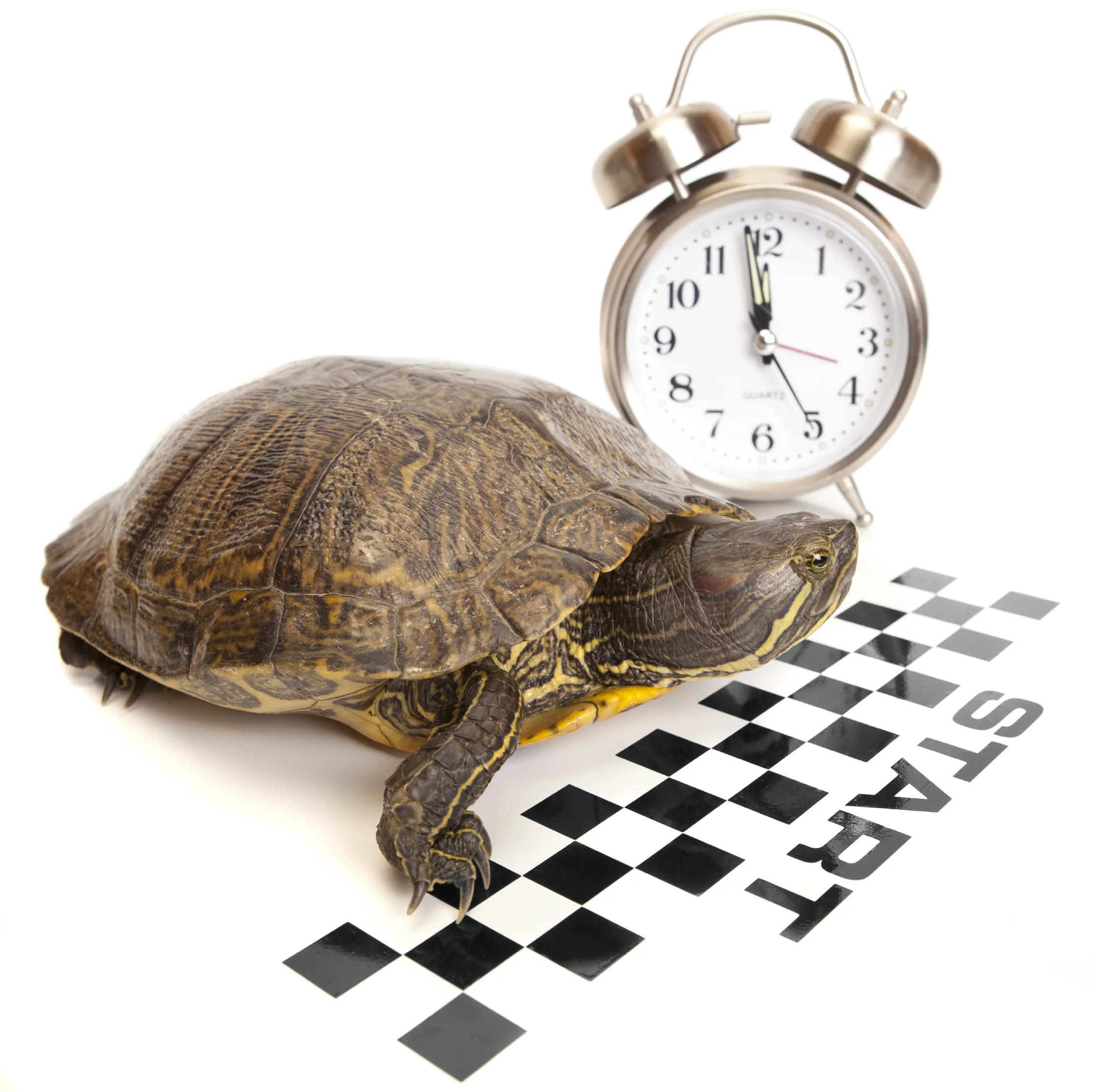 Turtle Race.jpg