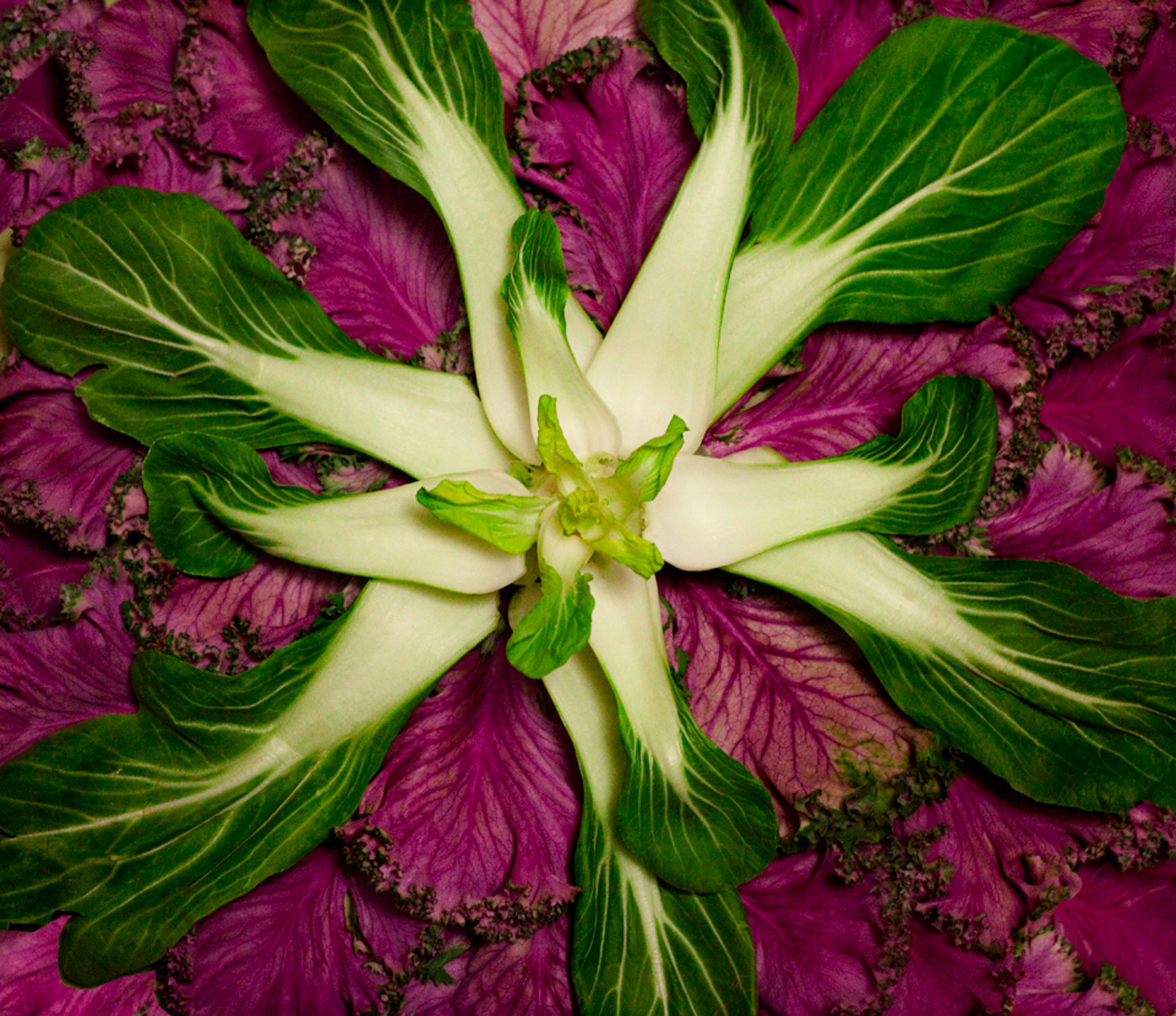 Bokchoy-&-Purple-Lettuce2.jpg