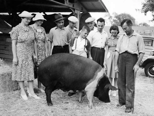 Hamp 1940s.jpg