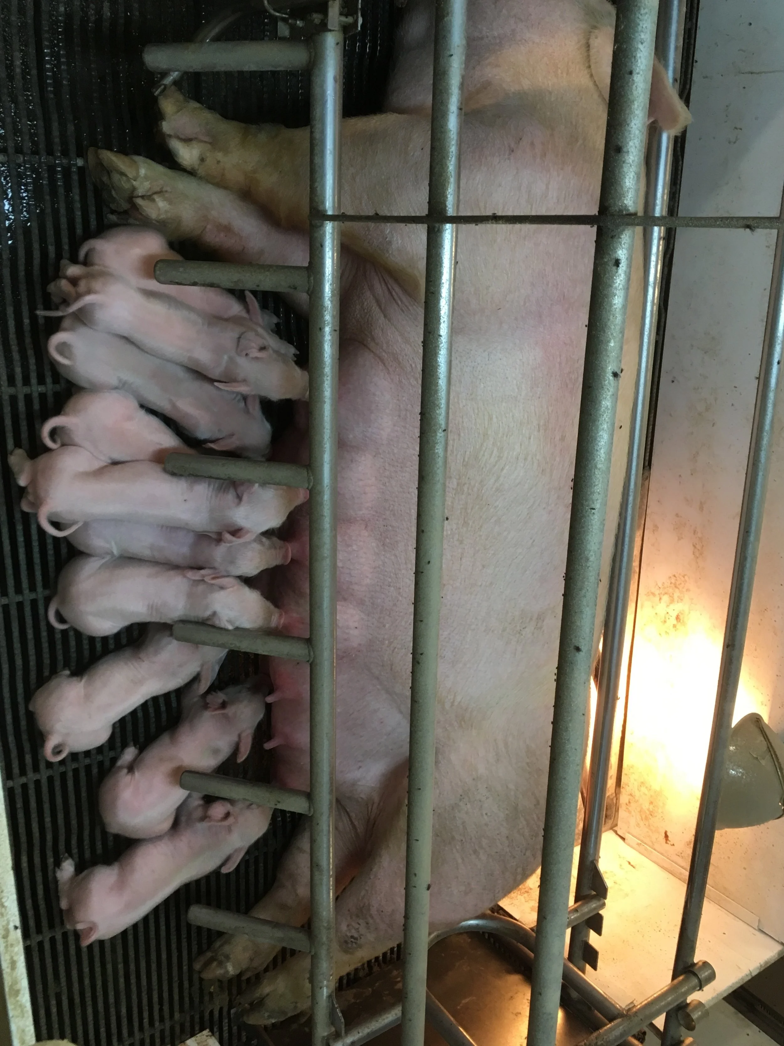 Farrowing Revisited