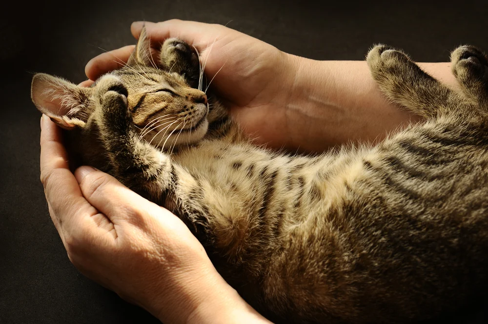 Carrying_Cat_in_Hands_shutterstock_149488010.jpg