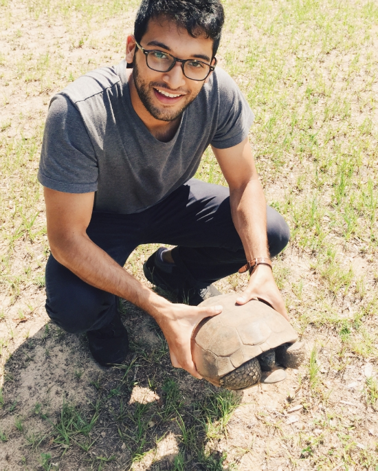 Picking up a Gopher Tortoise in Florida right outside of its den.