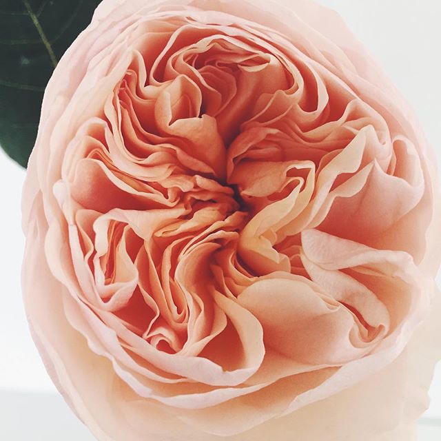 "As long as we are able to
be extravagant we will be
hugely and damply
extravagant. Then we will drop
foil by foil to the ground. This
is our unalterable task, and we do it joyfully." Mary Oliver,
"When the Roses Speak, I Pay Attention"