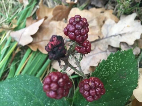 When the doctor said mastectomy