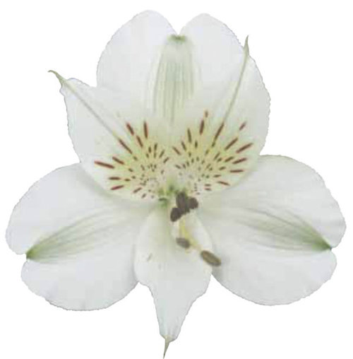Alstroemeria — Unica - Qualidade em flor de corte