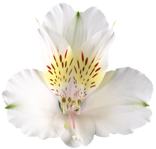 Alstroemeria — Unica - Qualidade em flor de corte