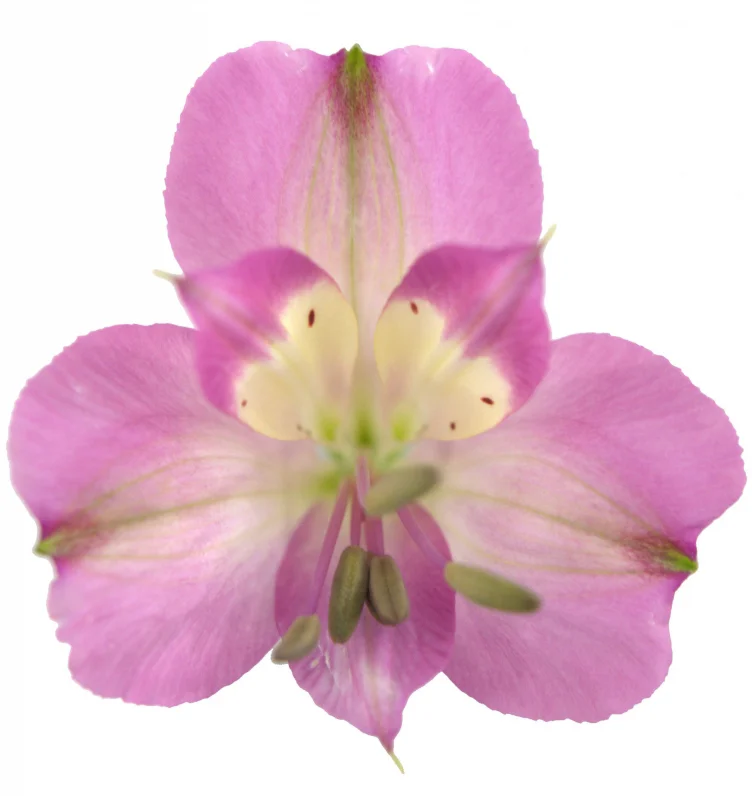 Alstroemeria Decora