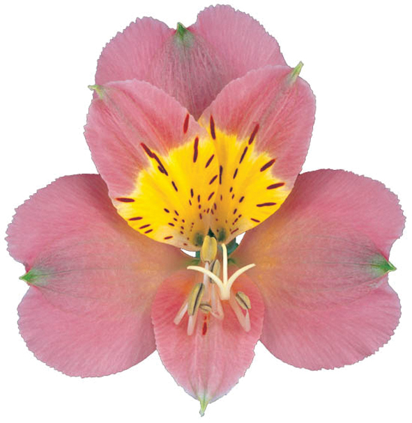 Alstroemeria Modena