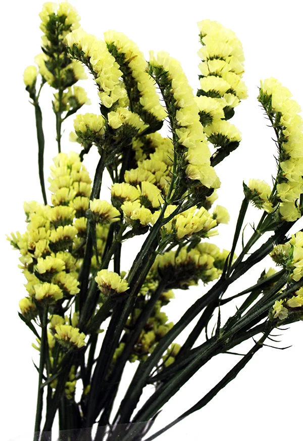Statice Yellow.jpg
