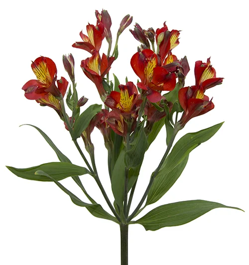 Alstresia Dynamite