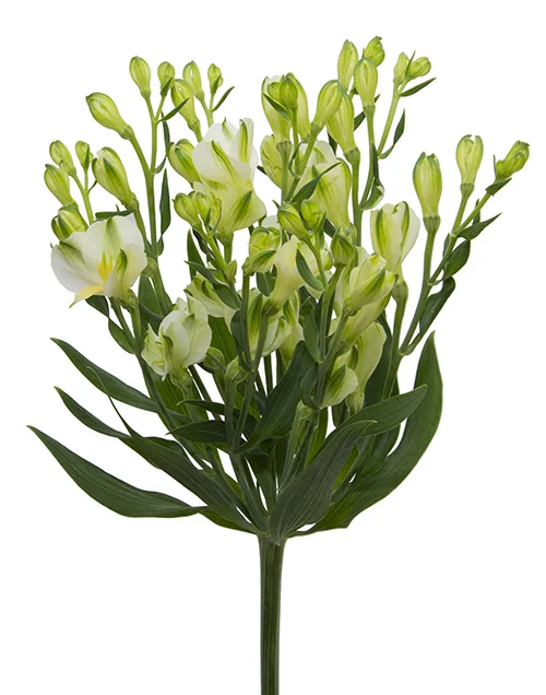 Alstresia White Pearls