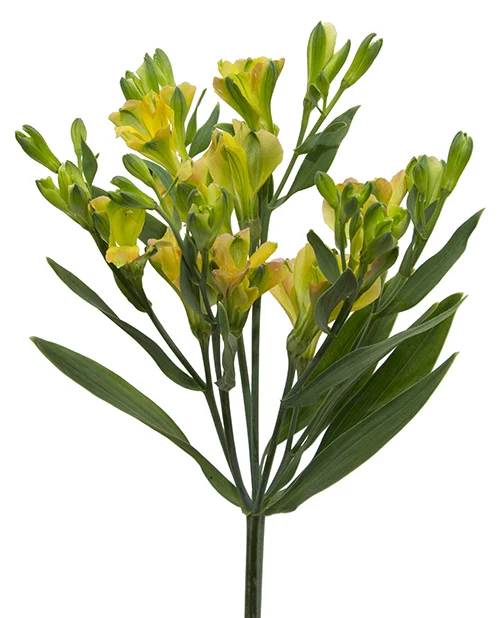 Alstresia Fireflies